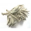 Sauge blanche californienne / White Sage (50 grammes)