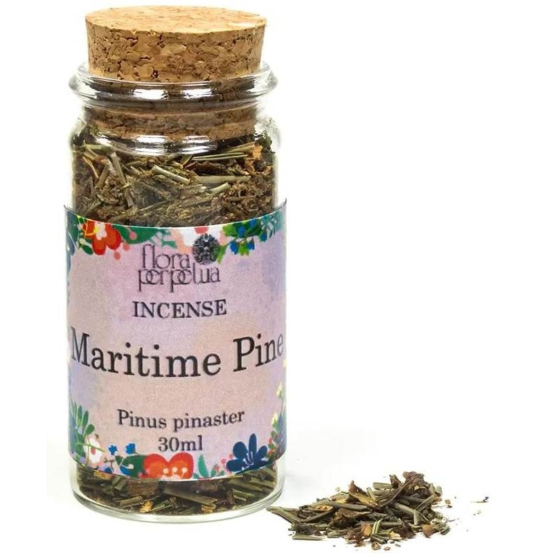 Maritime Pine Weihrauchkraut