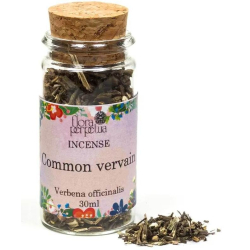 Common vervain Weihrauchkraut