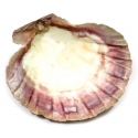 Saint Jacob's shell (12-13cm)