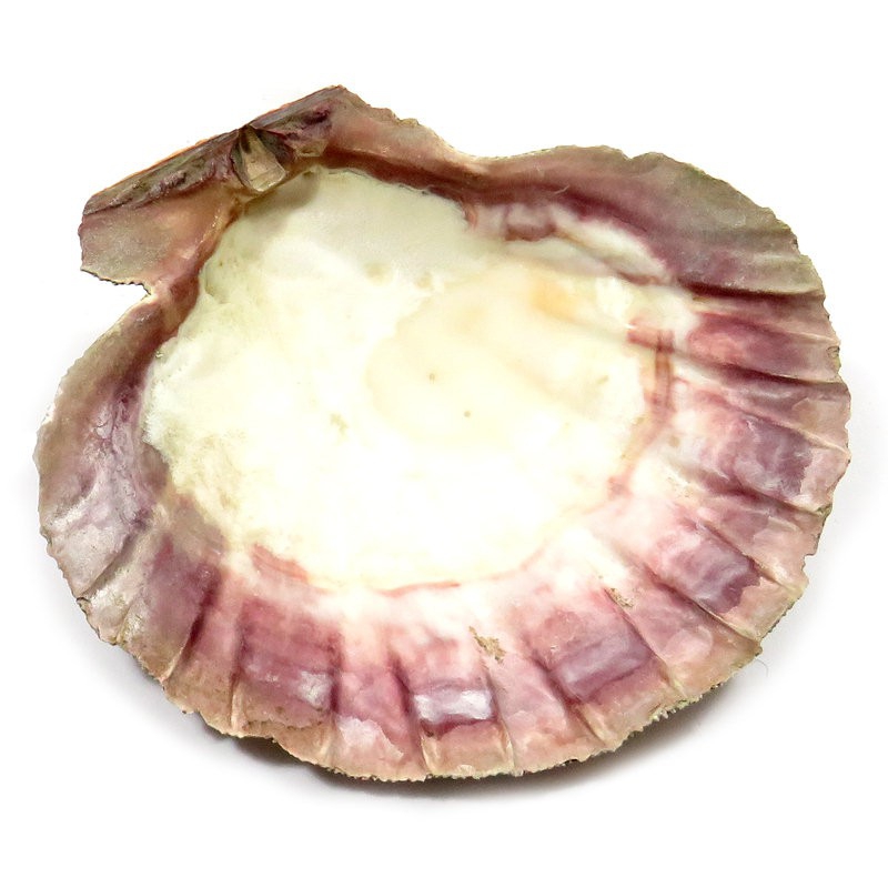 Coquille Saint-Jacob (14cm)