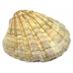 Coquille Saint-Jacob