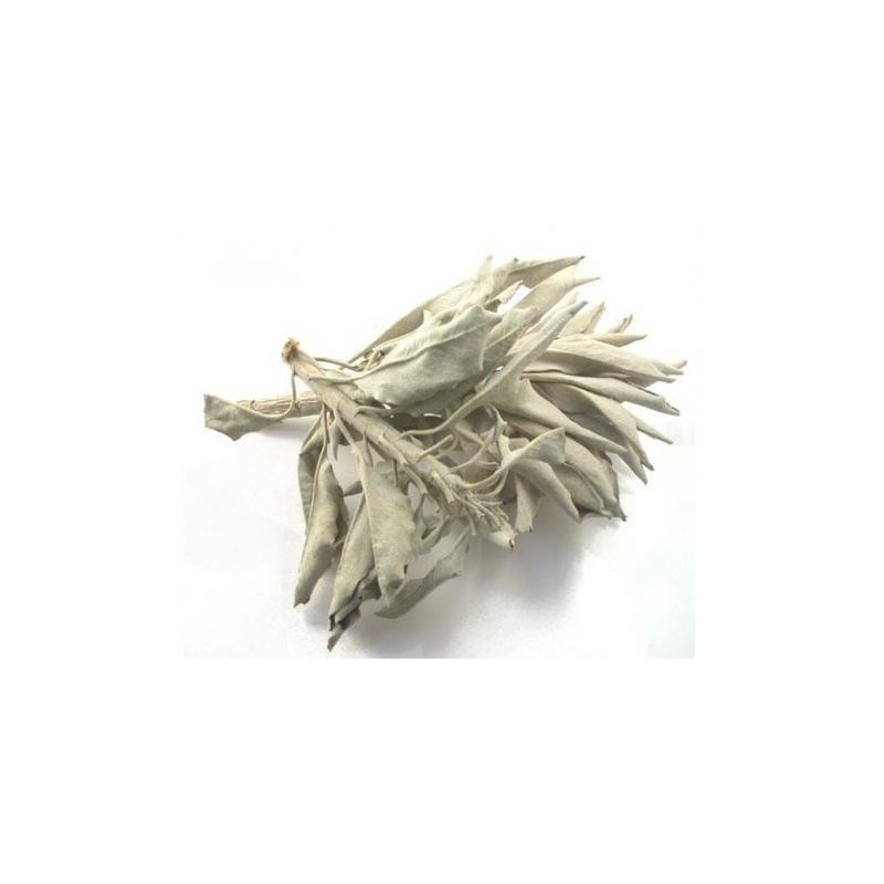 Sauge blanche californienne / White Sage (250 grammes)